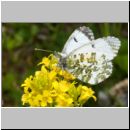 Anthocharis cardamines - Aurorafalter w07a.jpg